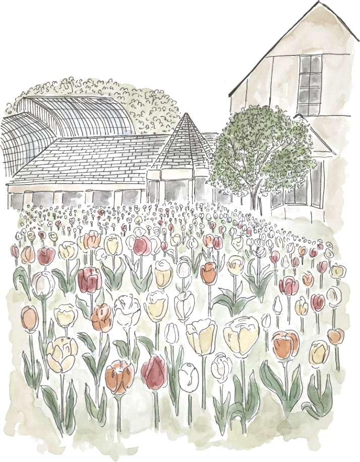 Nicole’s ink and watercolor illustration of a tulip garden in front of a conservatory